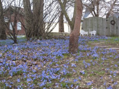 blue flowers in yard